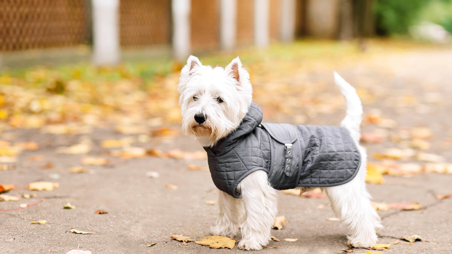 dog in an outfit tired of his owner dressing him up