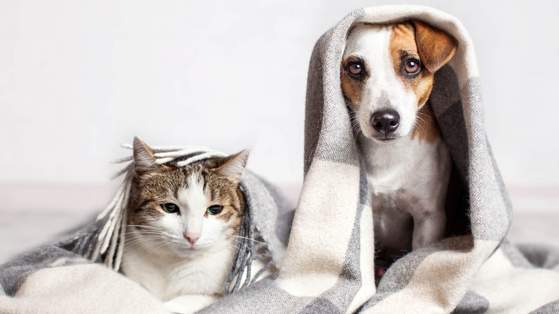 owner forcing interactions between her cat and dog