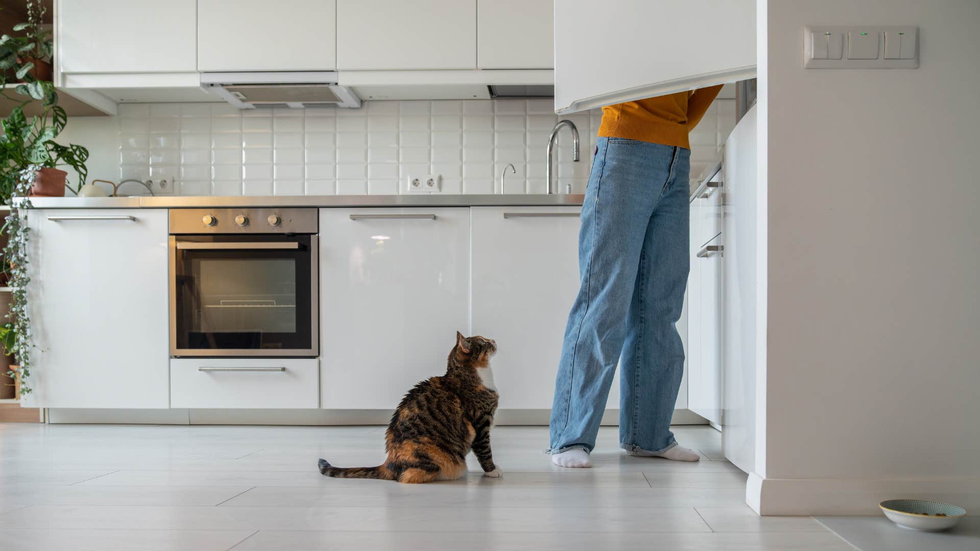 cat waiting for owner to feed them