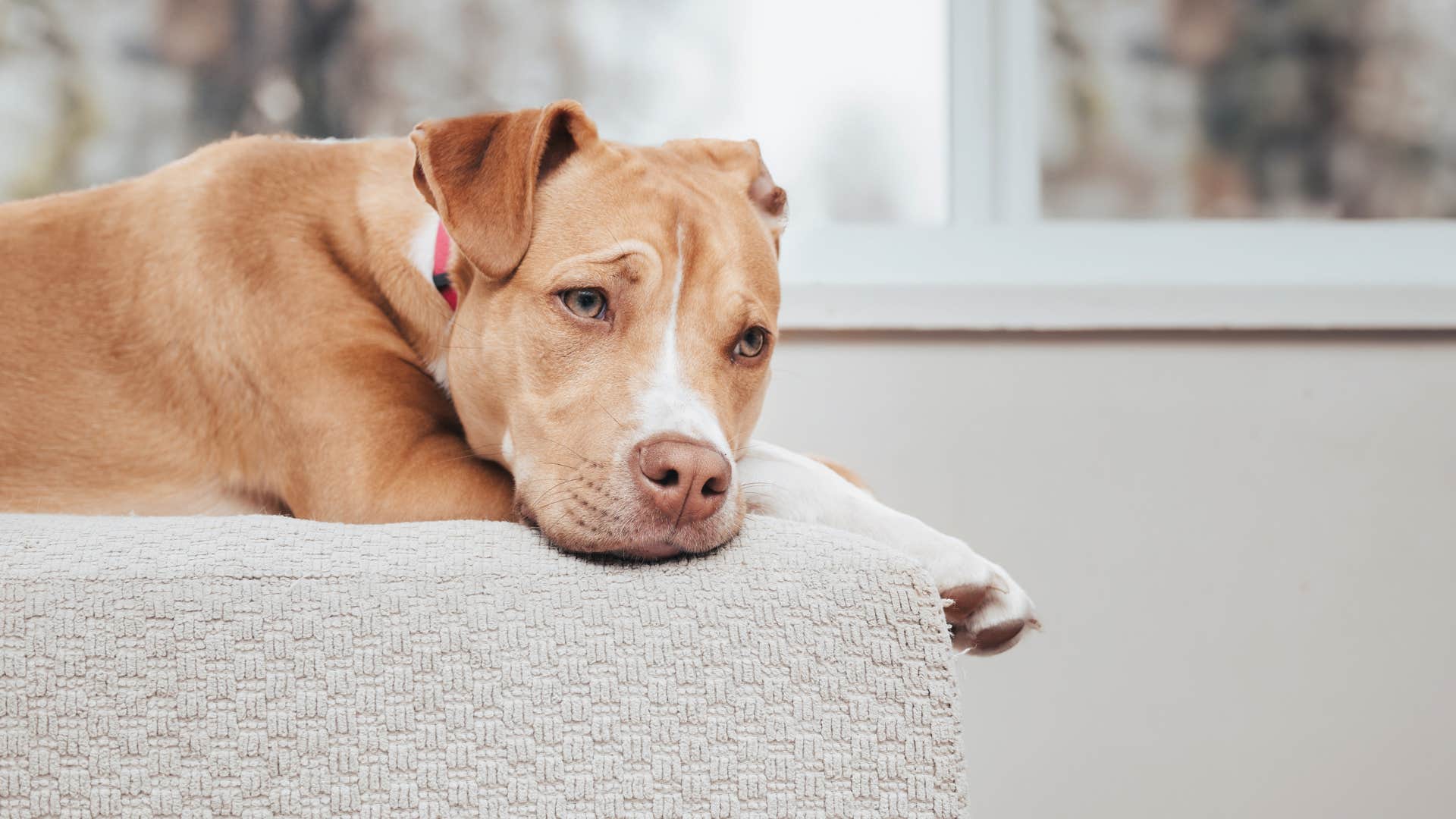 lonely dog sitting around waiting for his owner