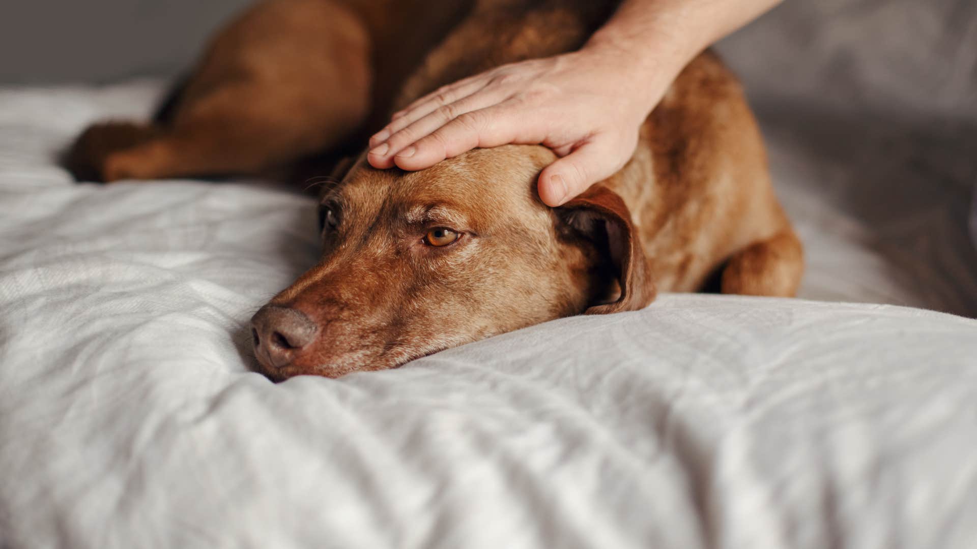 man neglecting his dogs dental health