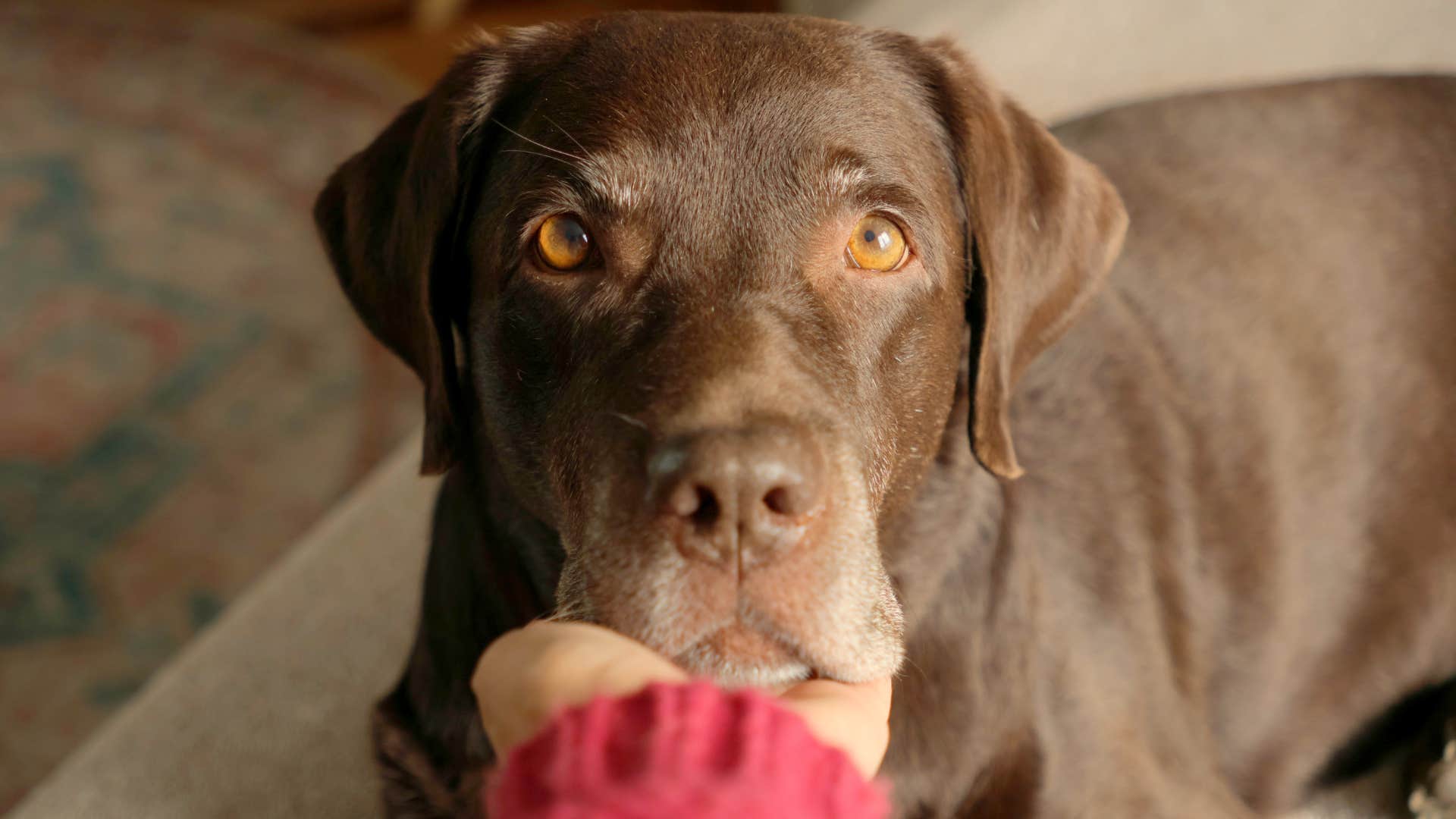 woman consoling dog after yelling at him