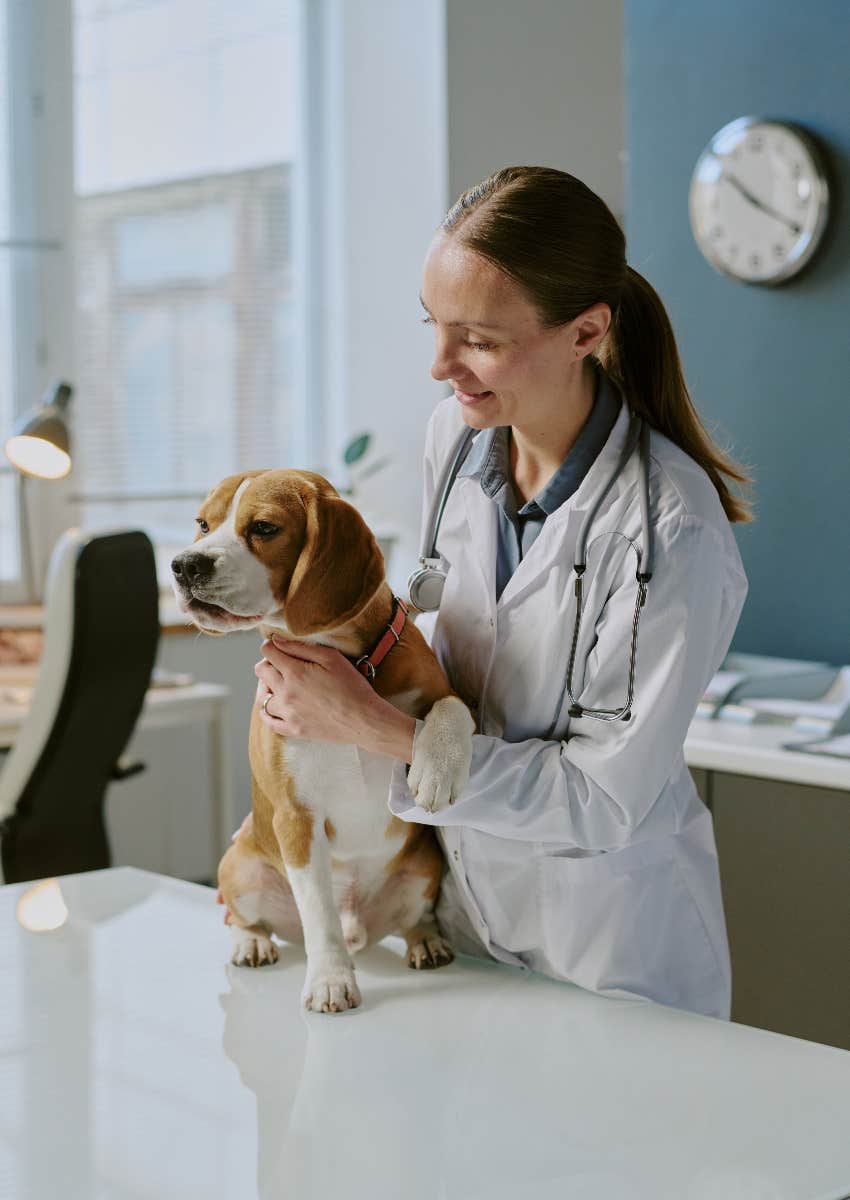 veterinarian helping dog