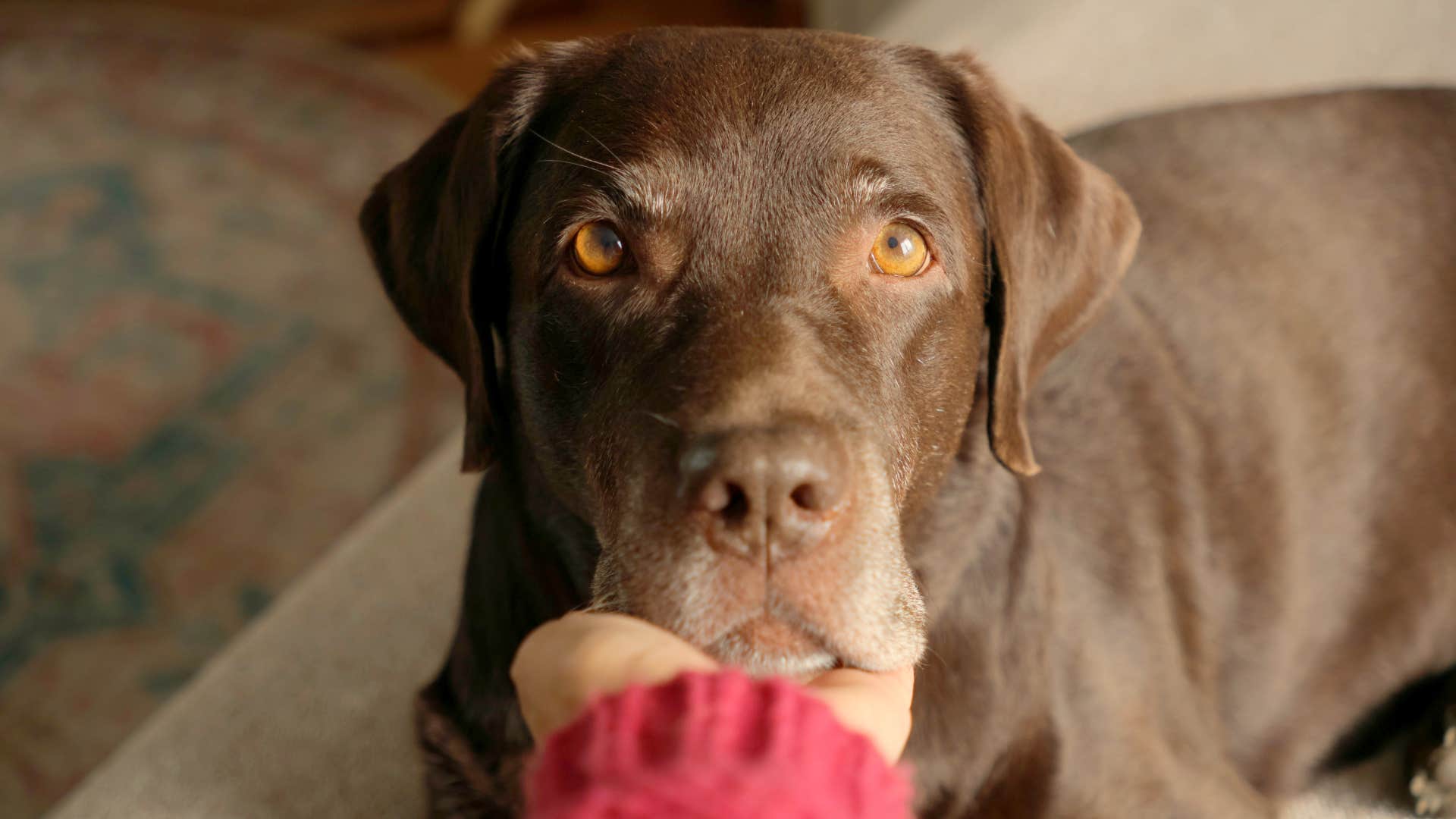 Woman prefers pet's expectations