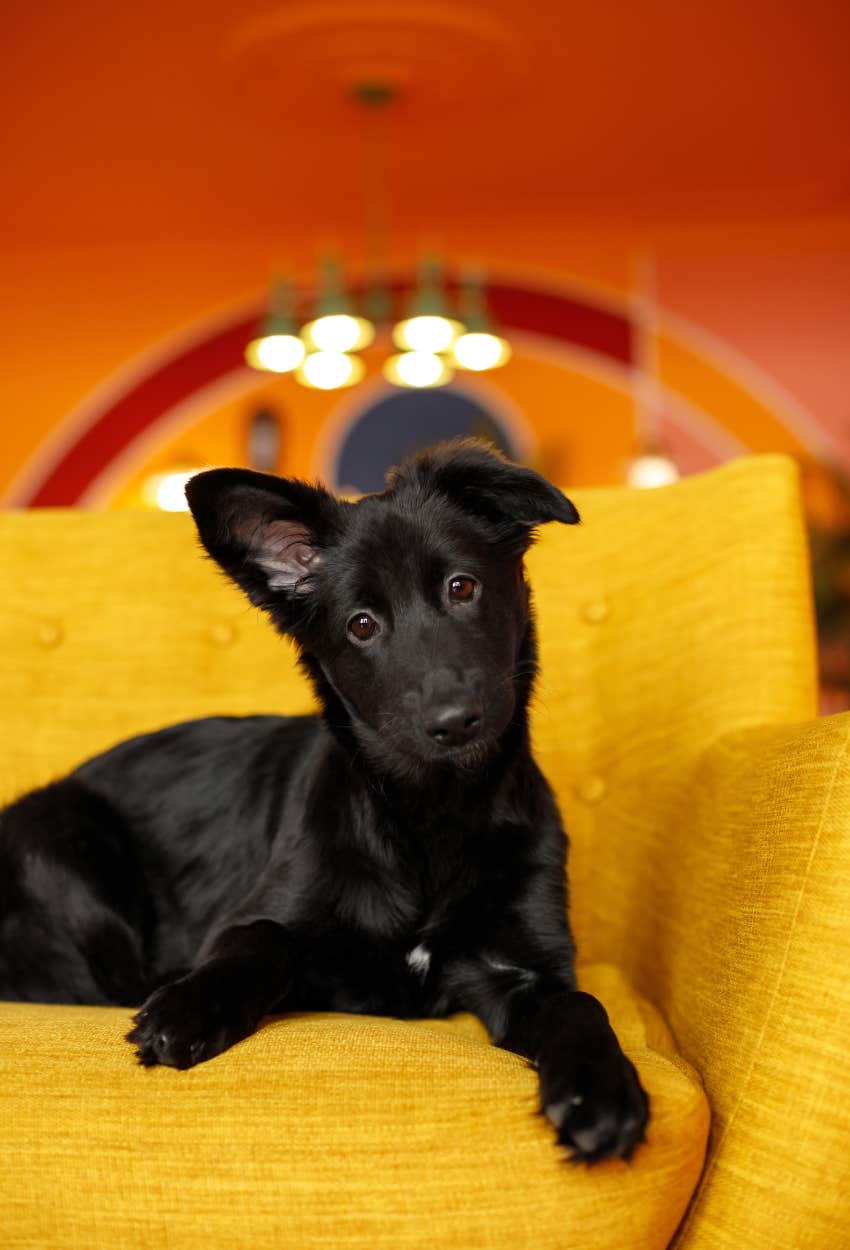 The Color Of Your Dog’s Fur Reveals The Type Of Luck You Attract Black Dog