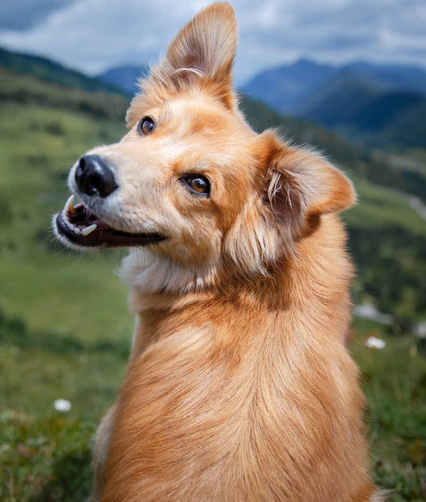 Good dog loves human
