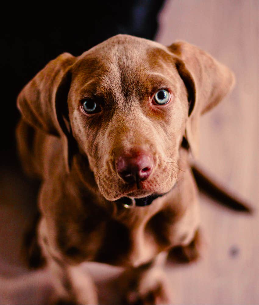 Good dog stares at human