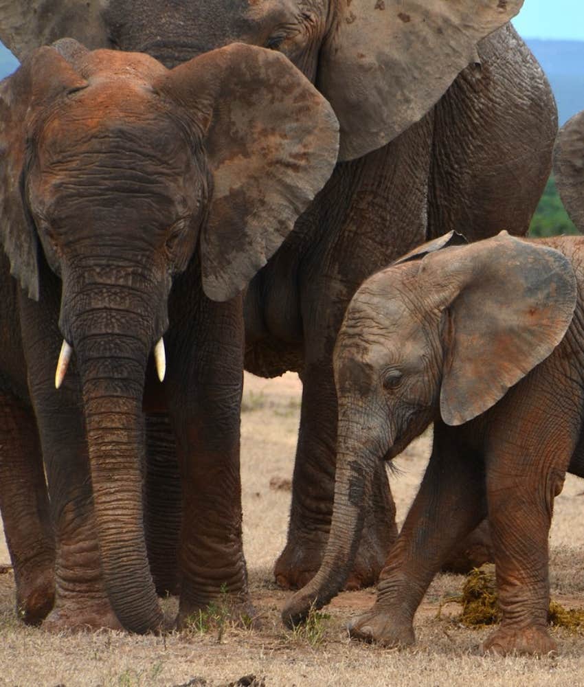 Elephants show love for each other