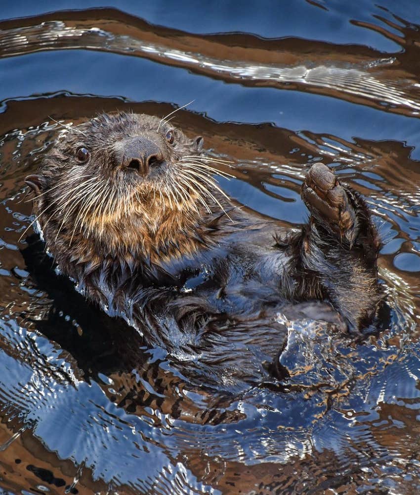 Otter looking for a hand to hold