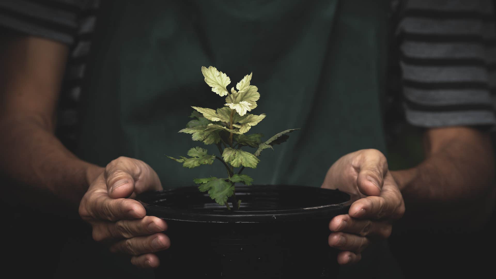 little things frugal people have in their homes that wealthy people pay way too much for houseplants grown from clippings