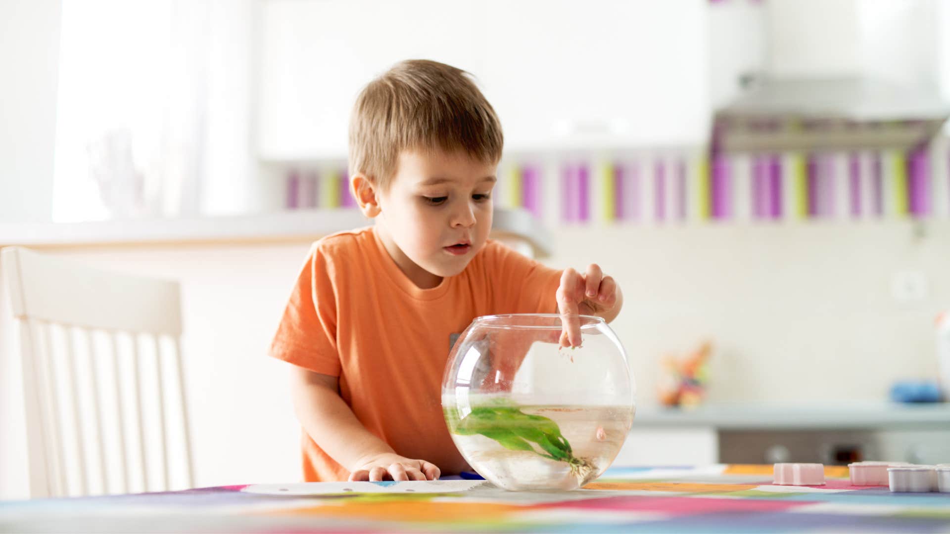 a little boy feeds his pet goldfish