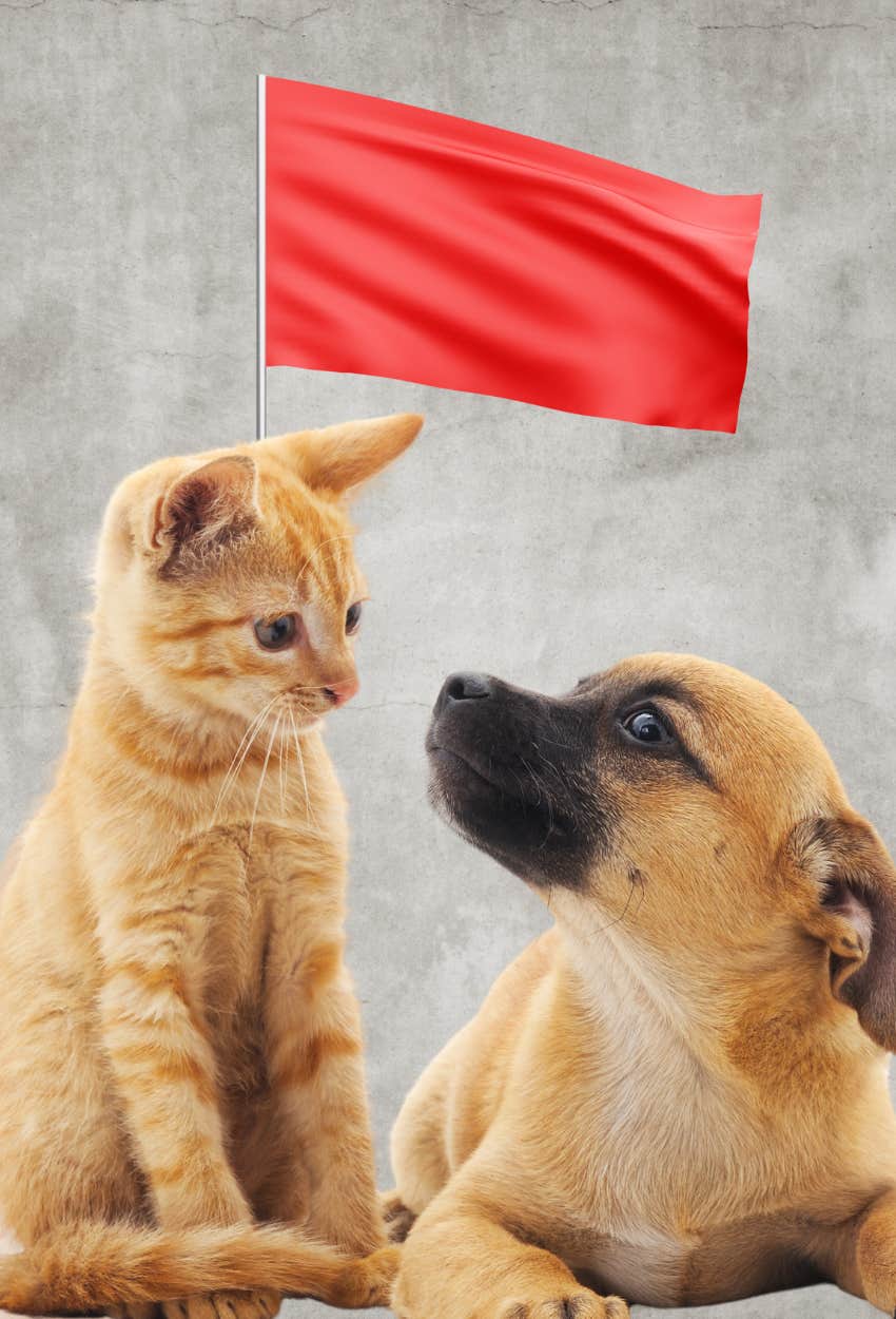 kitten and puppy with red flag