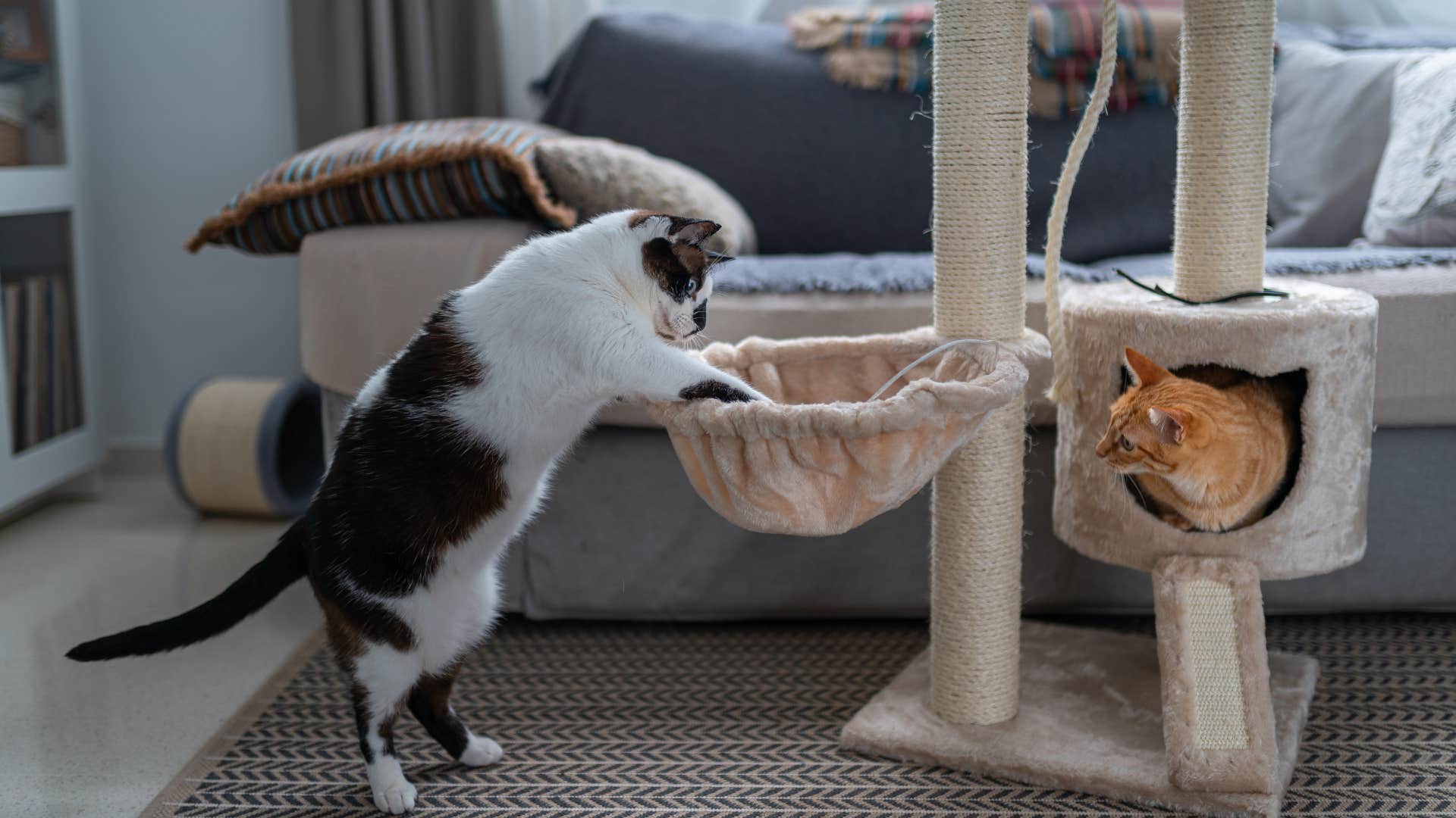 cats playing with cat tower as they have pet furniture in open display in living room