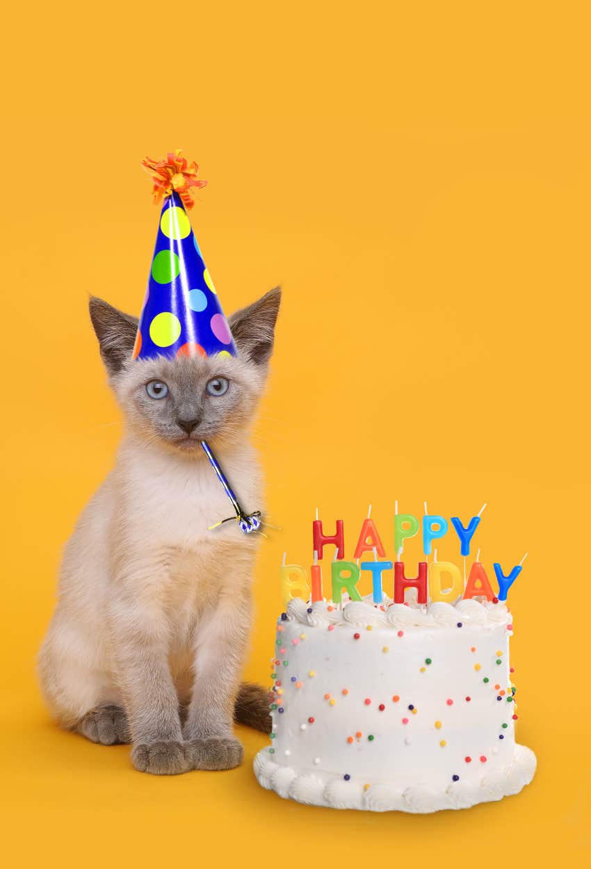 Pets In These States Live Better Lives Than Their Humans Massachusetts cat celebrating birthday
