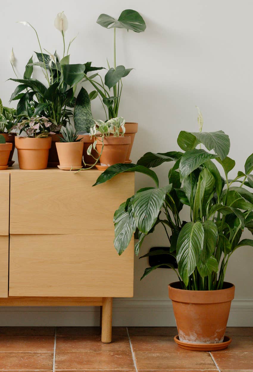 houseplants ways attract money fen shui