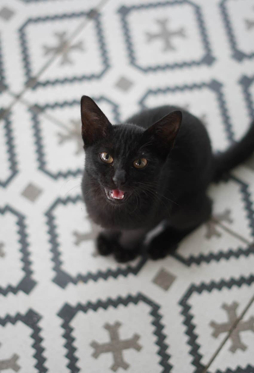 signs cat entitled meow constantly