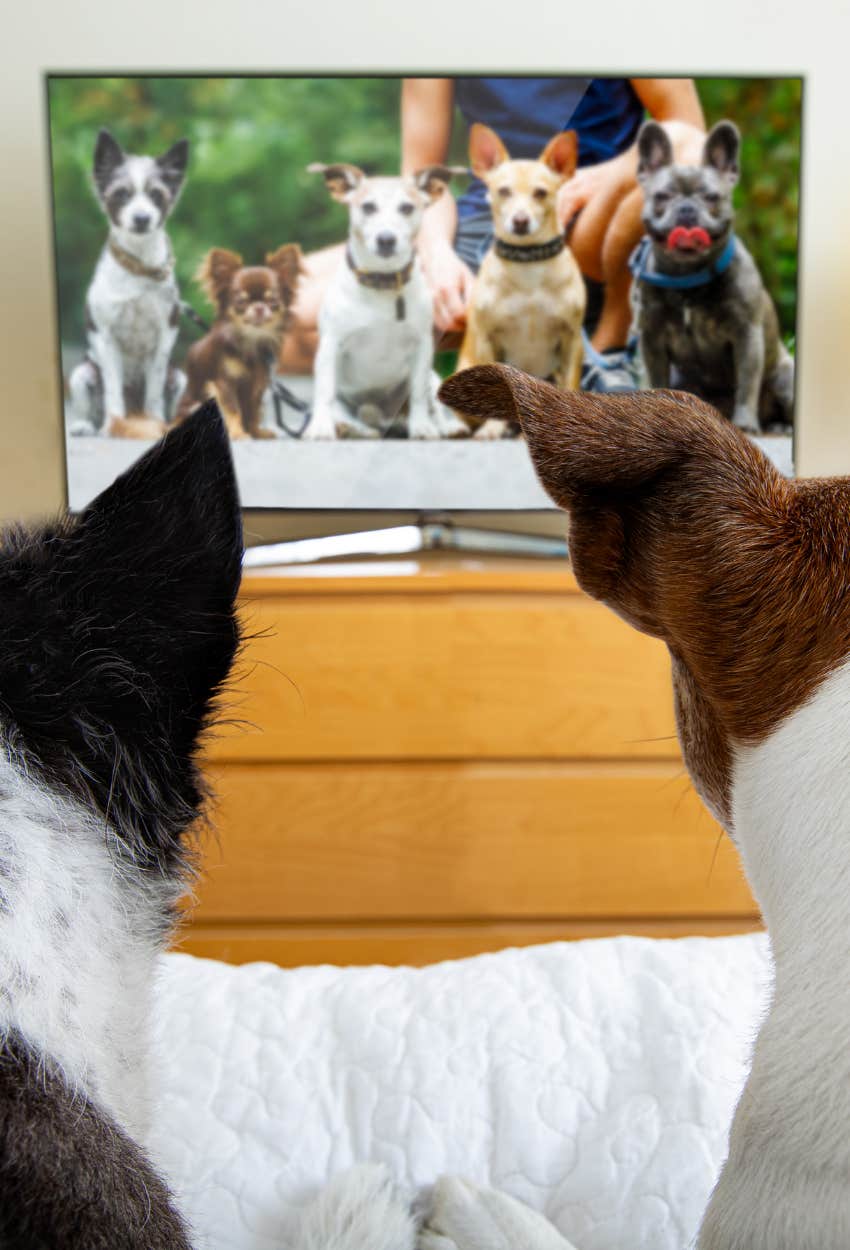 dogs watching TV about dogs