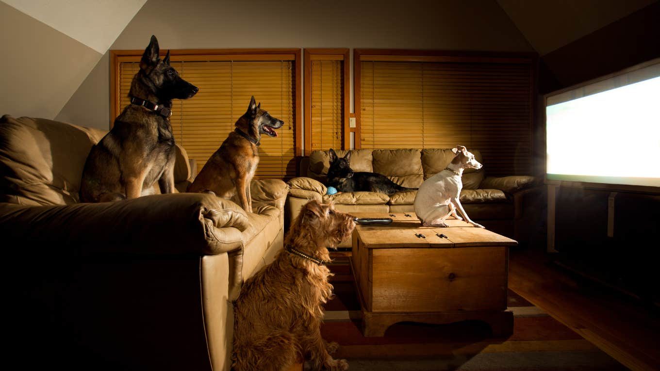study dogs like watching TV and have favorite shows dogs watching TV