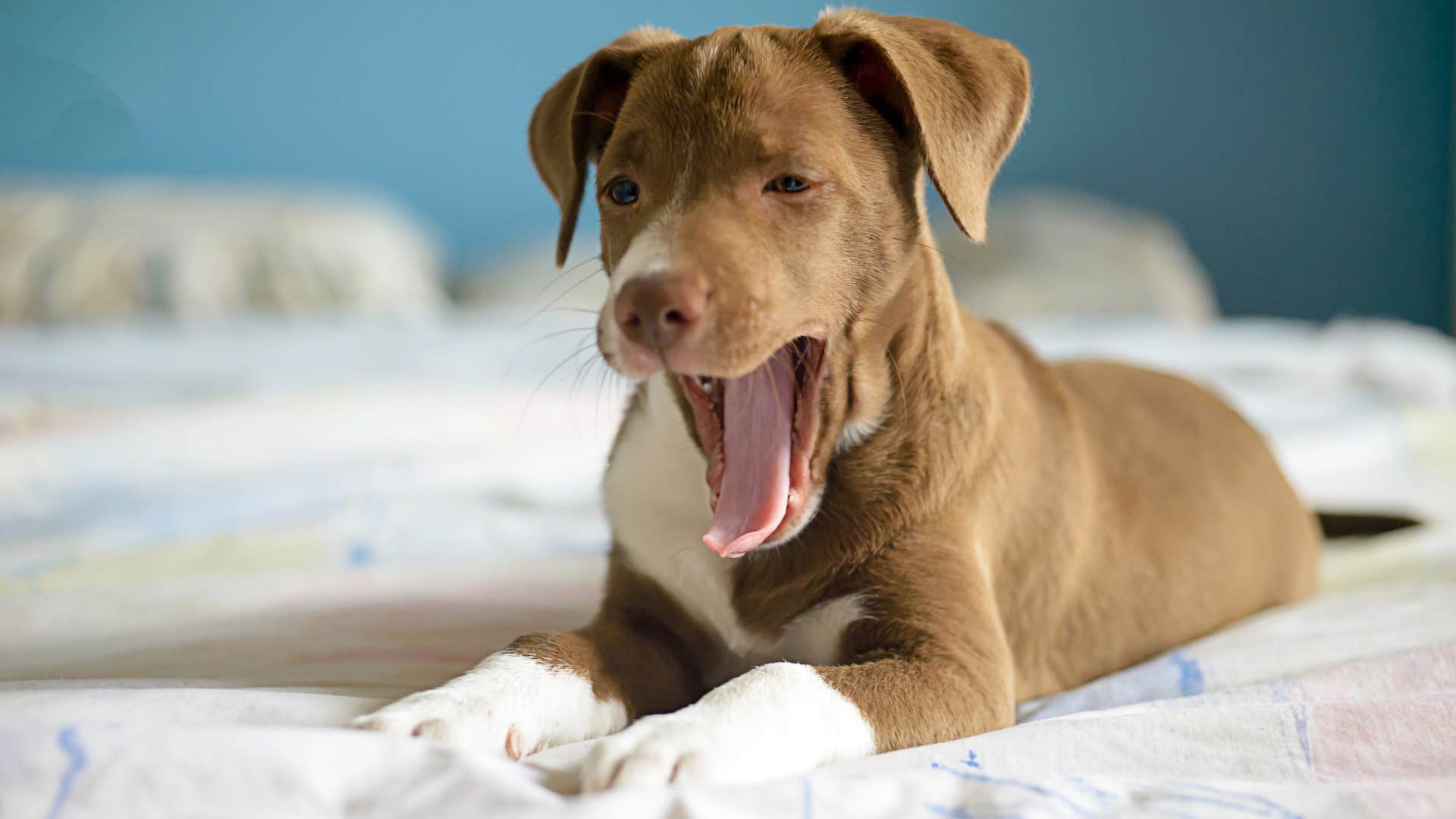 sleepy dog yawning from being so happy