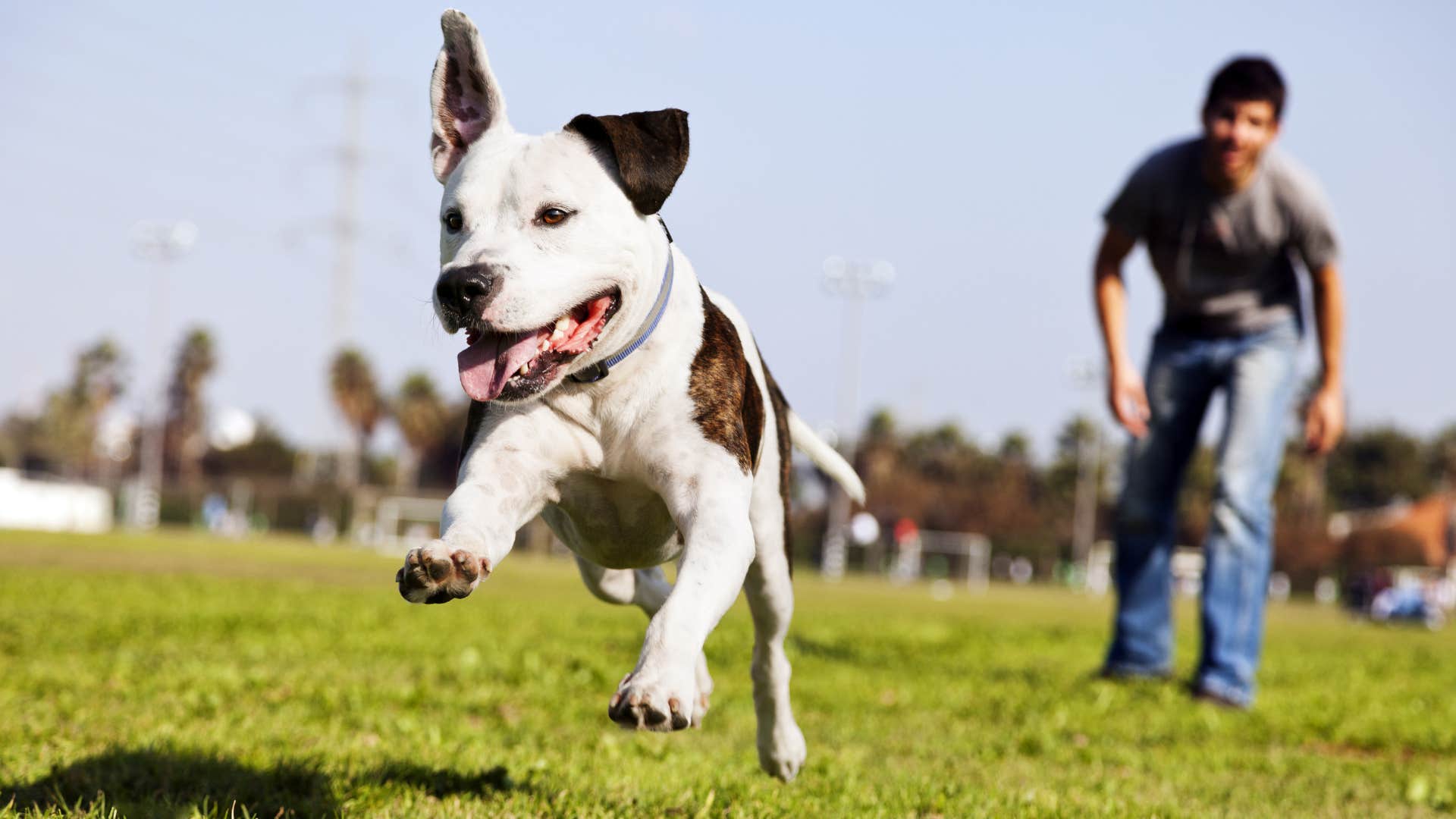 dog playing gently with its owner