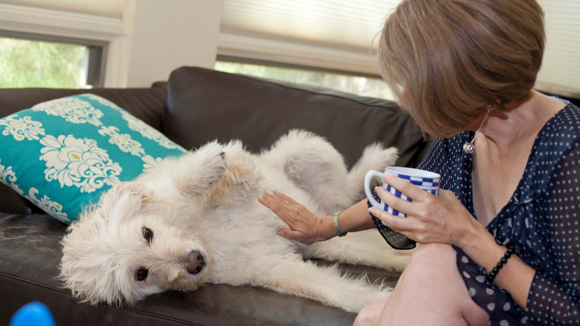 dog rolling over showing belly to owner