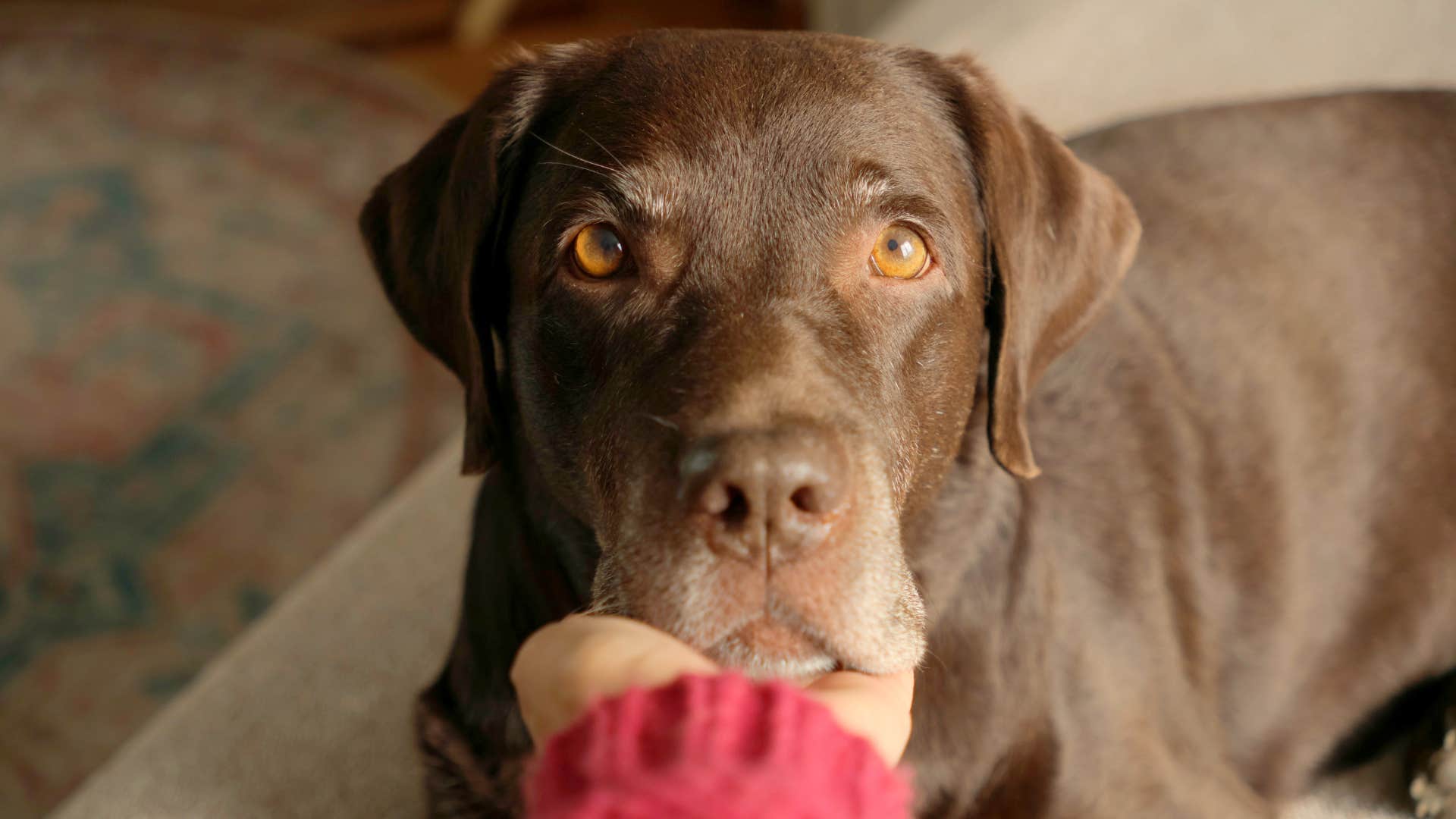 sweet dog giving a soft gaze to its owner