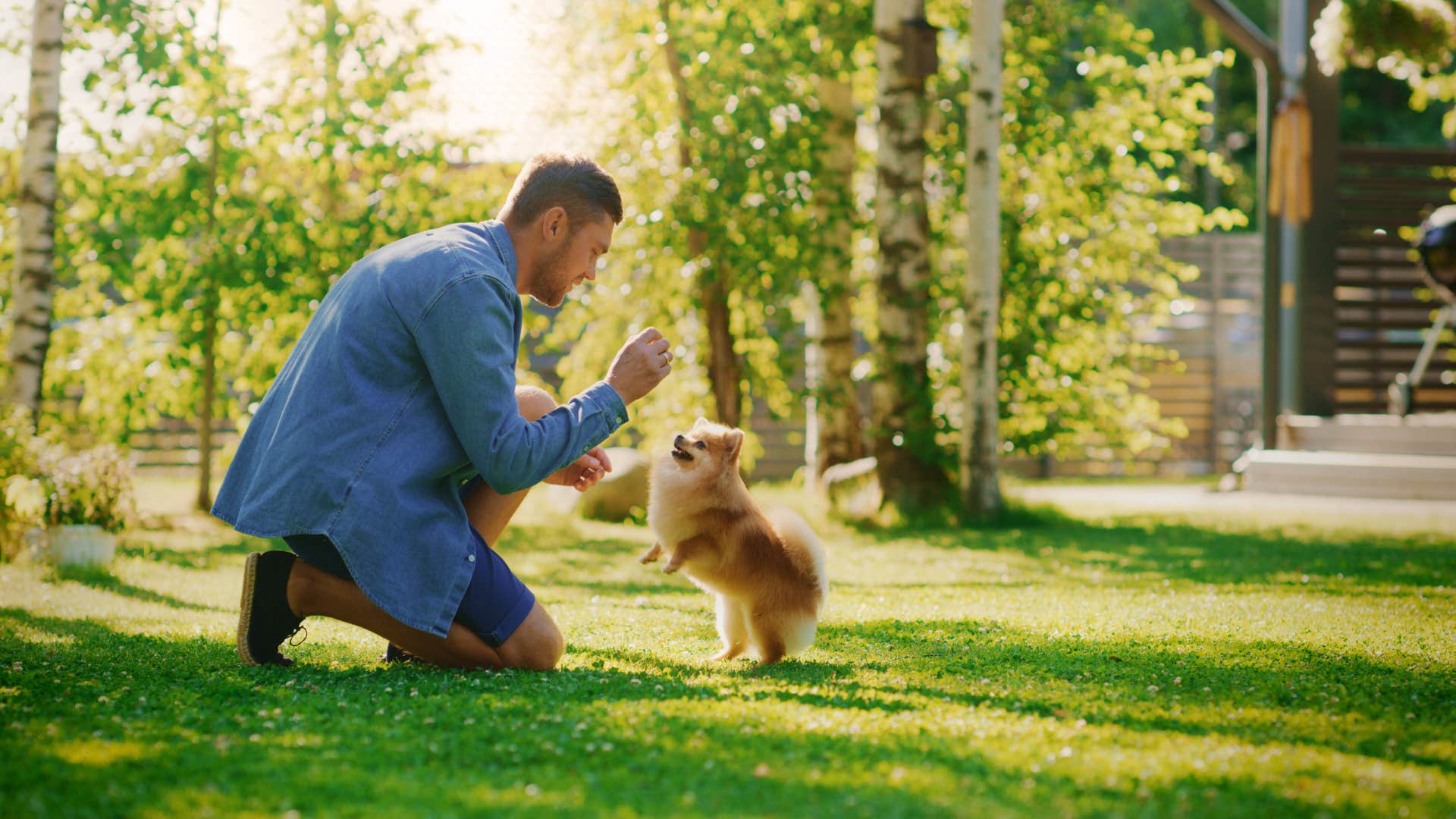 energetic dog playing with owner before running around