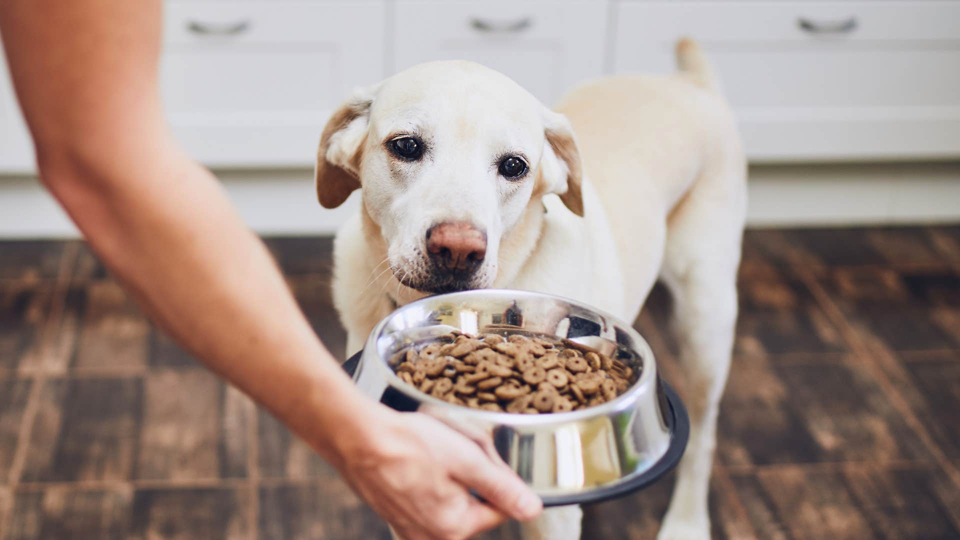 not having to take care of pets things husbands don't know how good they have it take for granted