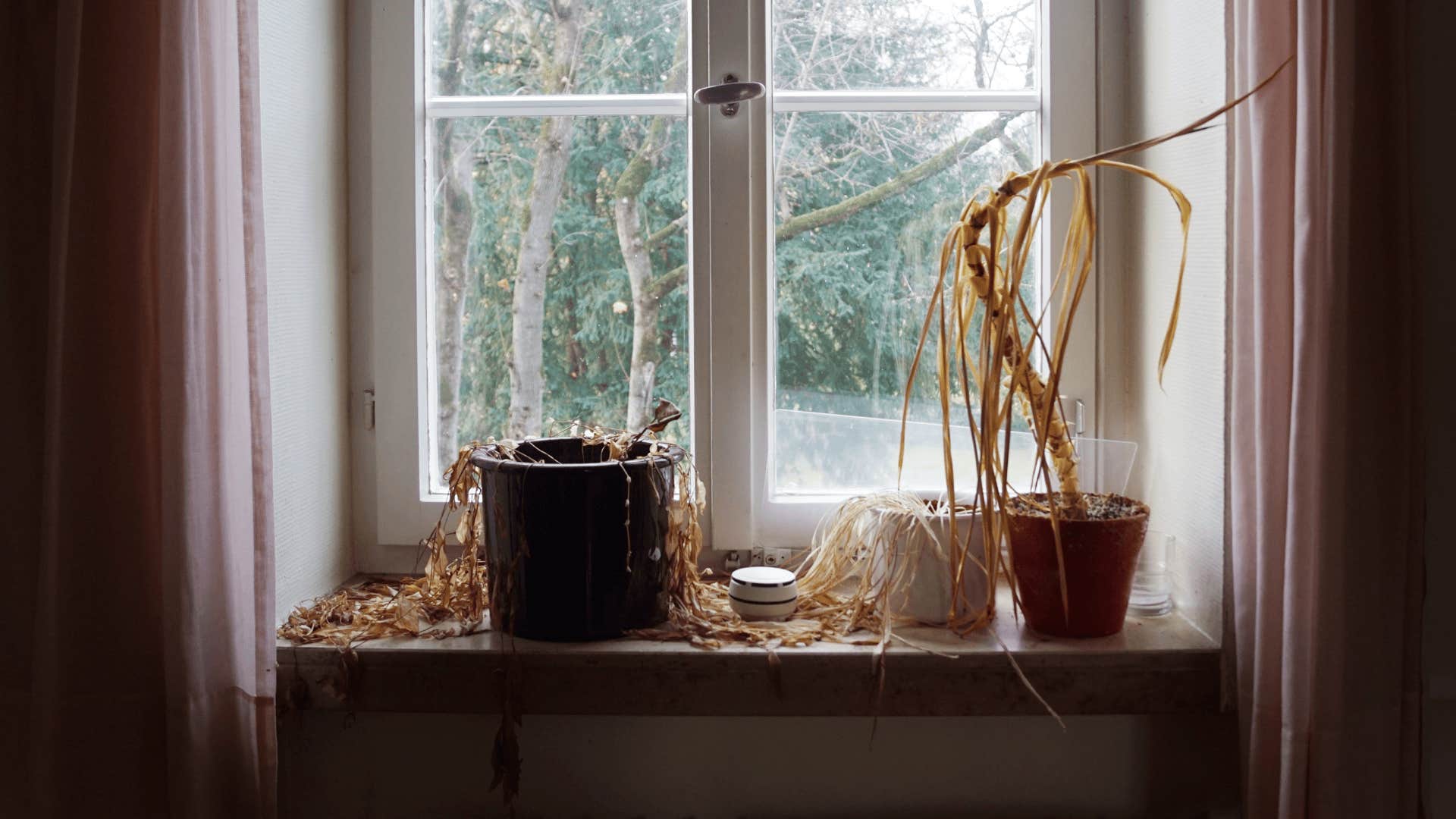 Dead plants are collecting dust reveal they don't actually have their life together 