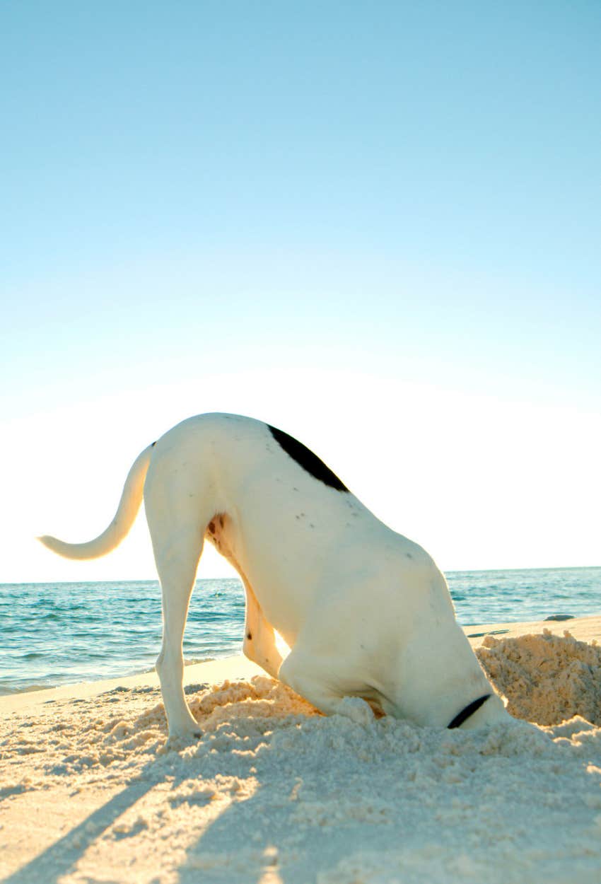 dog digging a hole at the beach