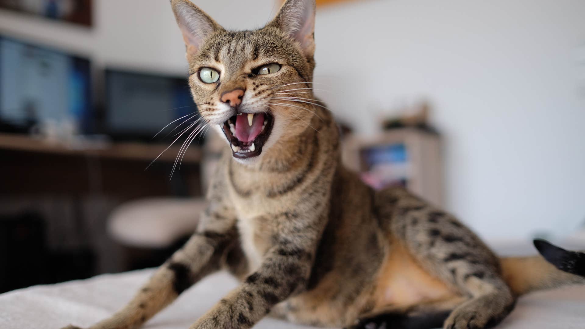 women who can't stand their pets after having children usually have these reasons their pet acts out