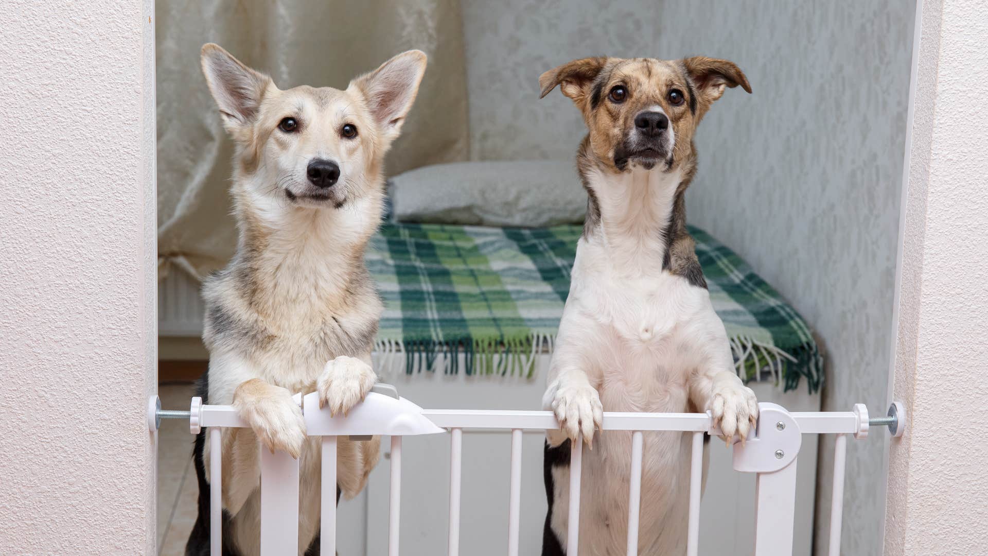 women who can't stand their pets after having children usually have these reasons they have safety concerns