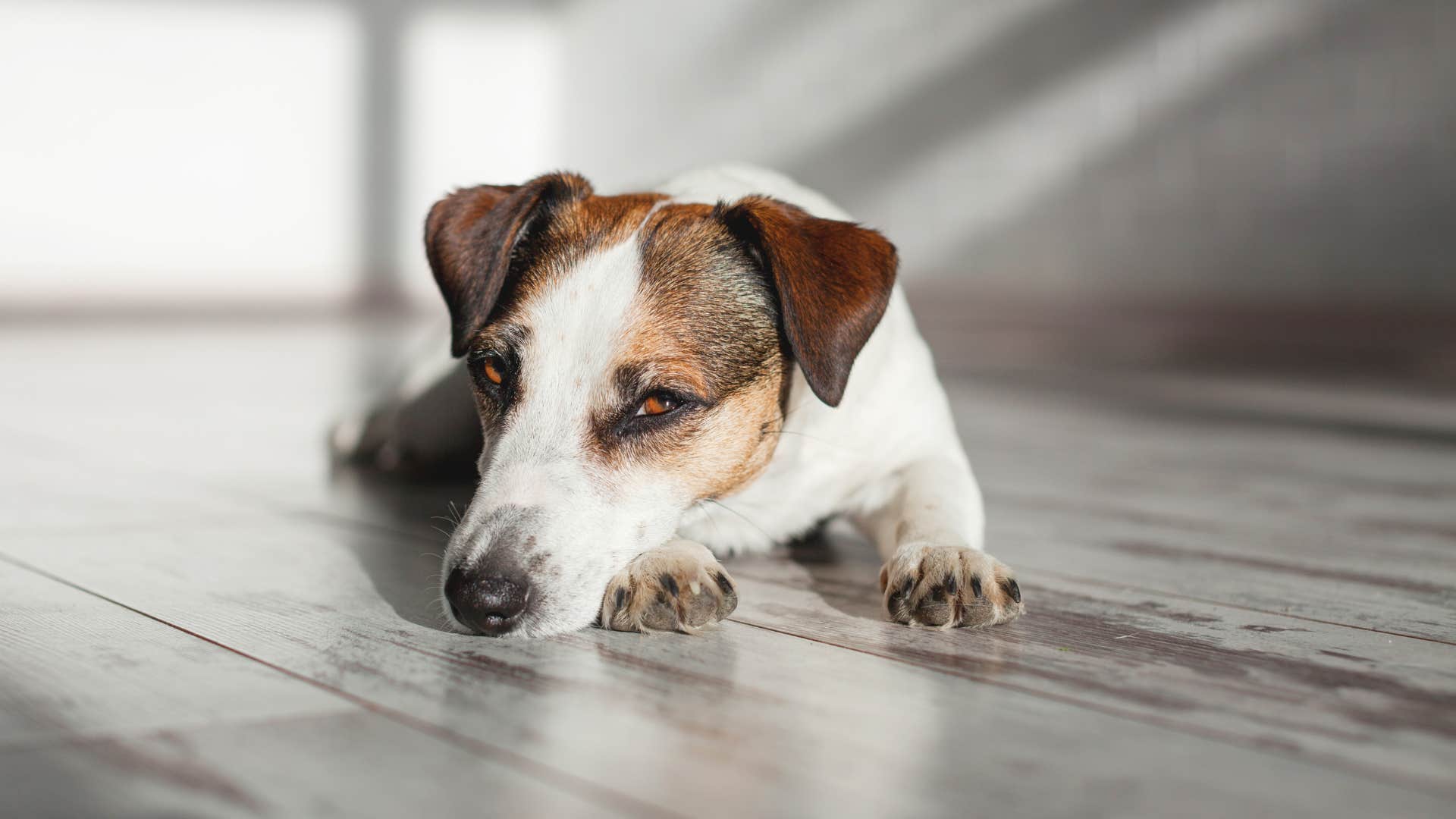 sad tired dog sleeping alone on the floor