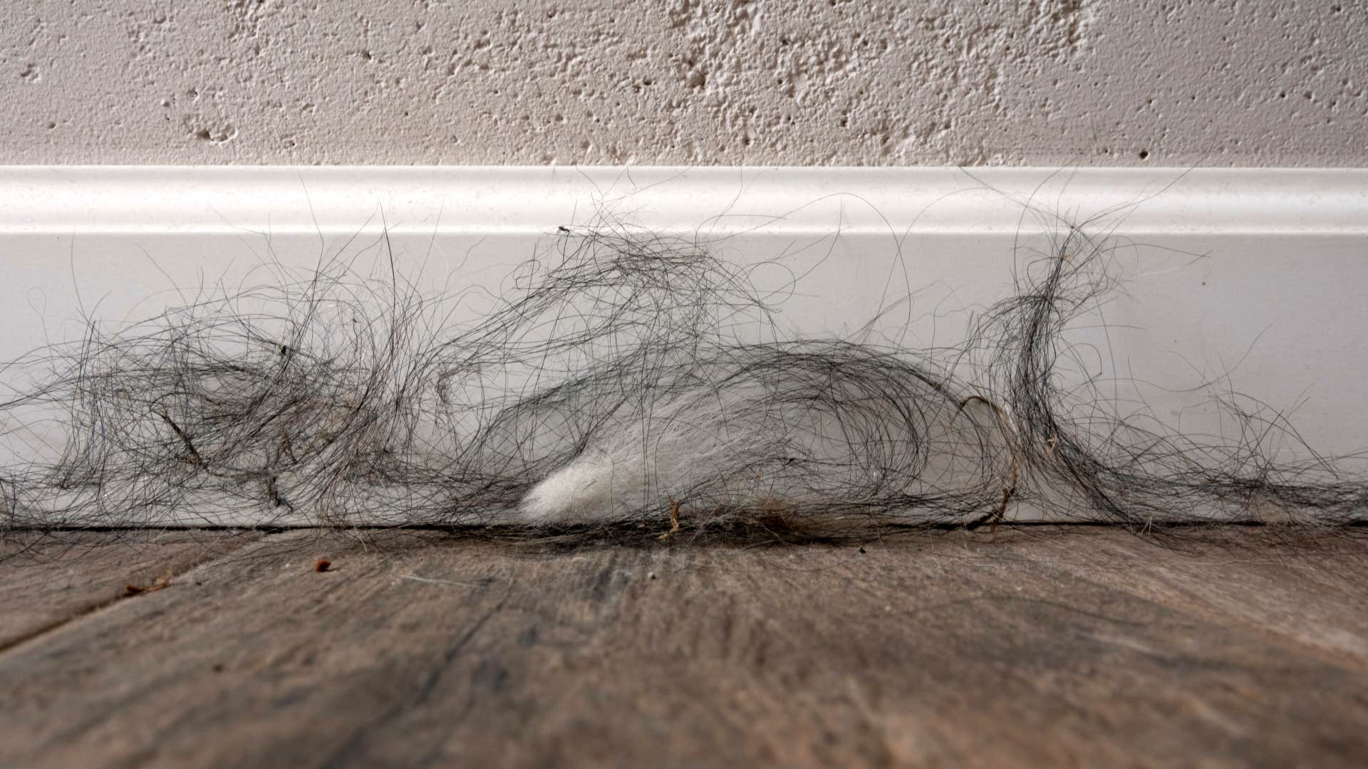 person who secretly judge a messy house usually looks for Pet hair