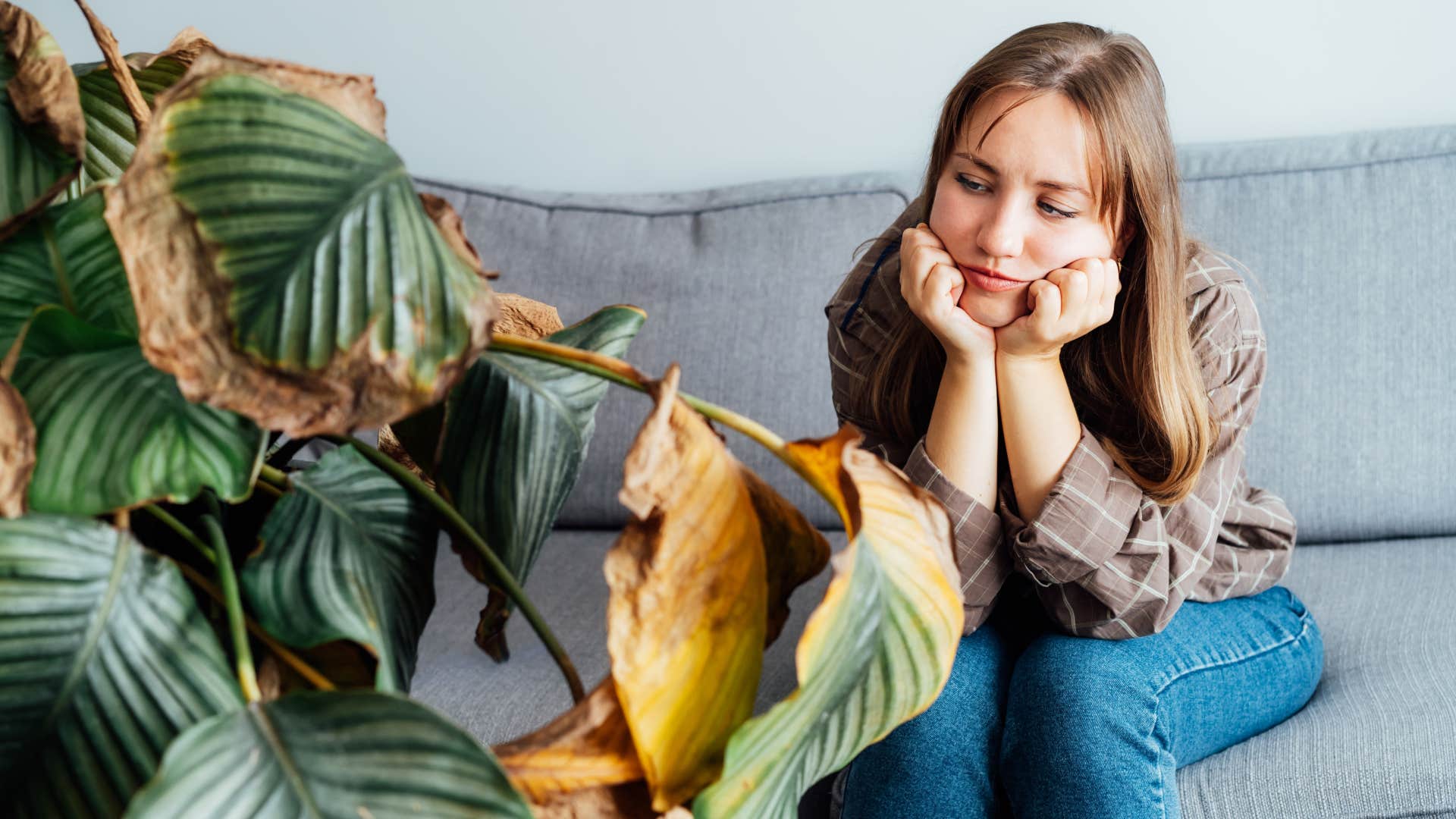 person with actual common sense never keeps Dead plants in their home