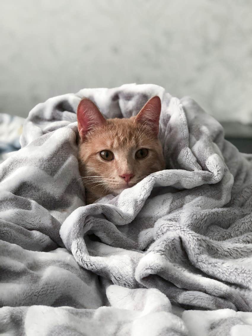 cat wrapped up in pile of blankets frugal person uses to keep warm