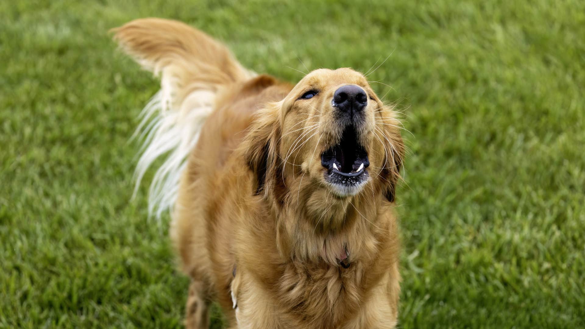 if you see a dog doing these things in public you know they were not trained well at all barking nonstop at everything