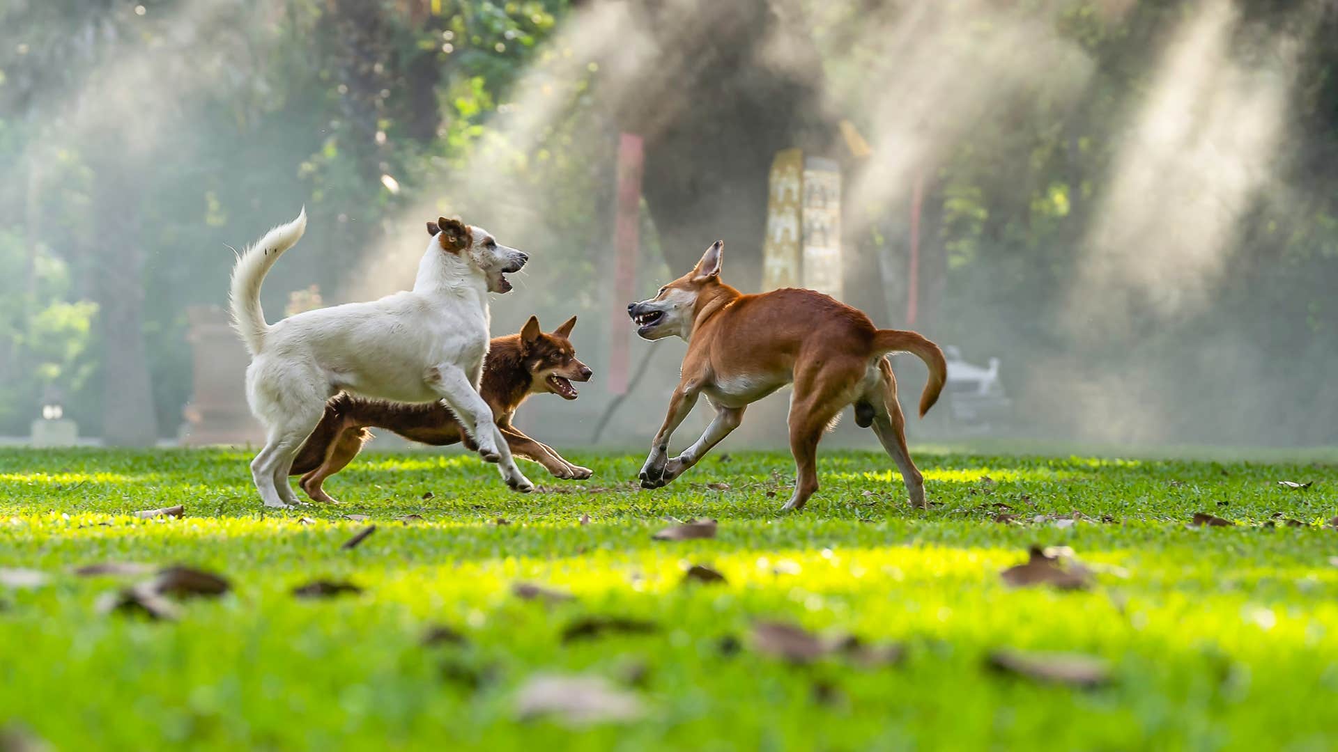 if you see a dog doing these things in public you know they were not trained well at all being rough when playing with other dogs 