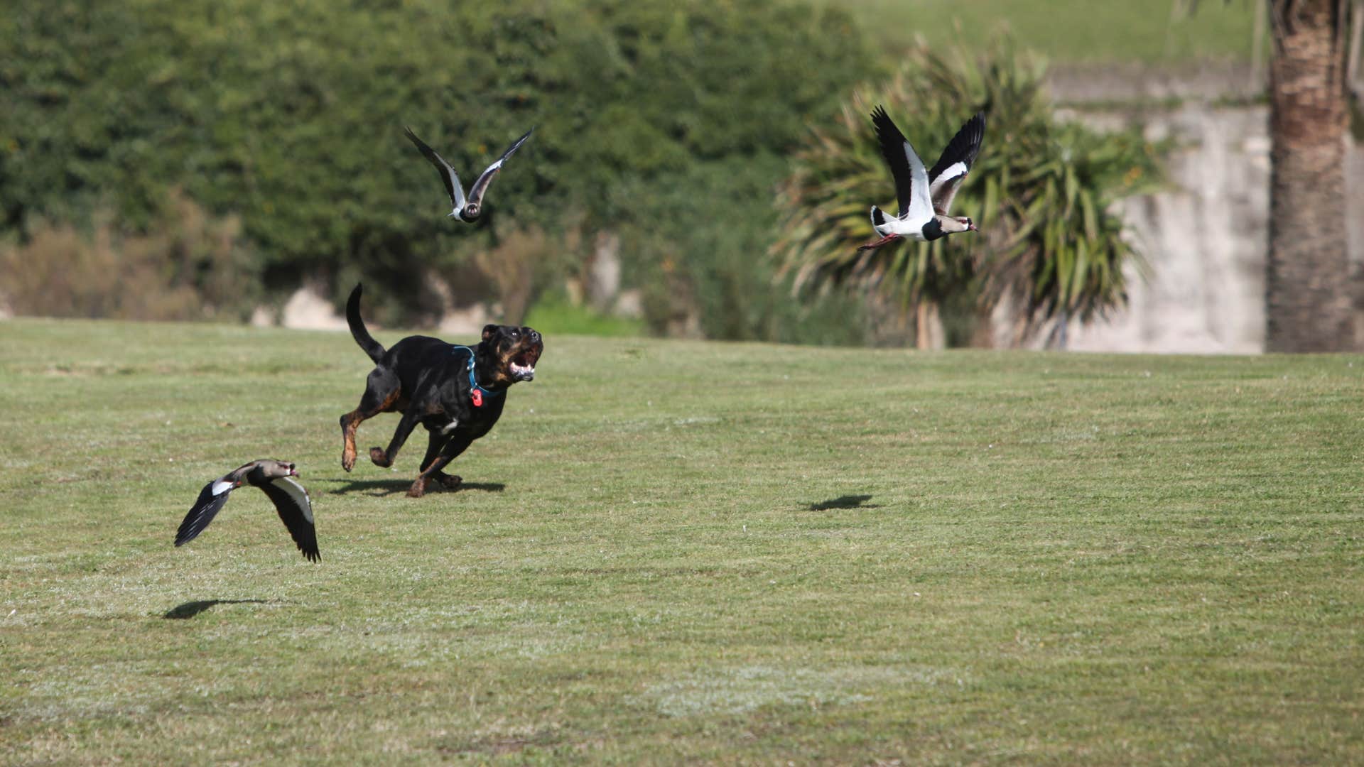 if you see a dog doing these things in public you know they were not trained well at all chasing after things