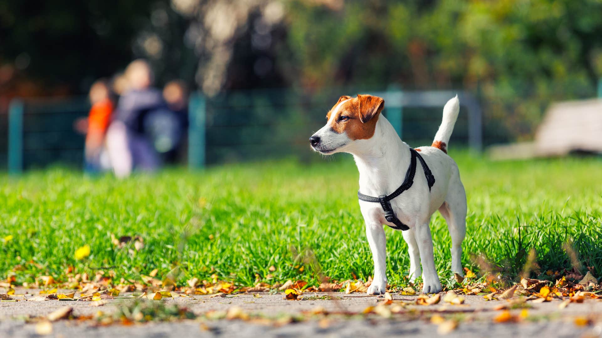 if you see a dog doing these things in public you know they were not trained well at all ignoring their owner