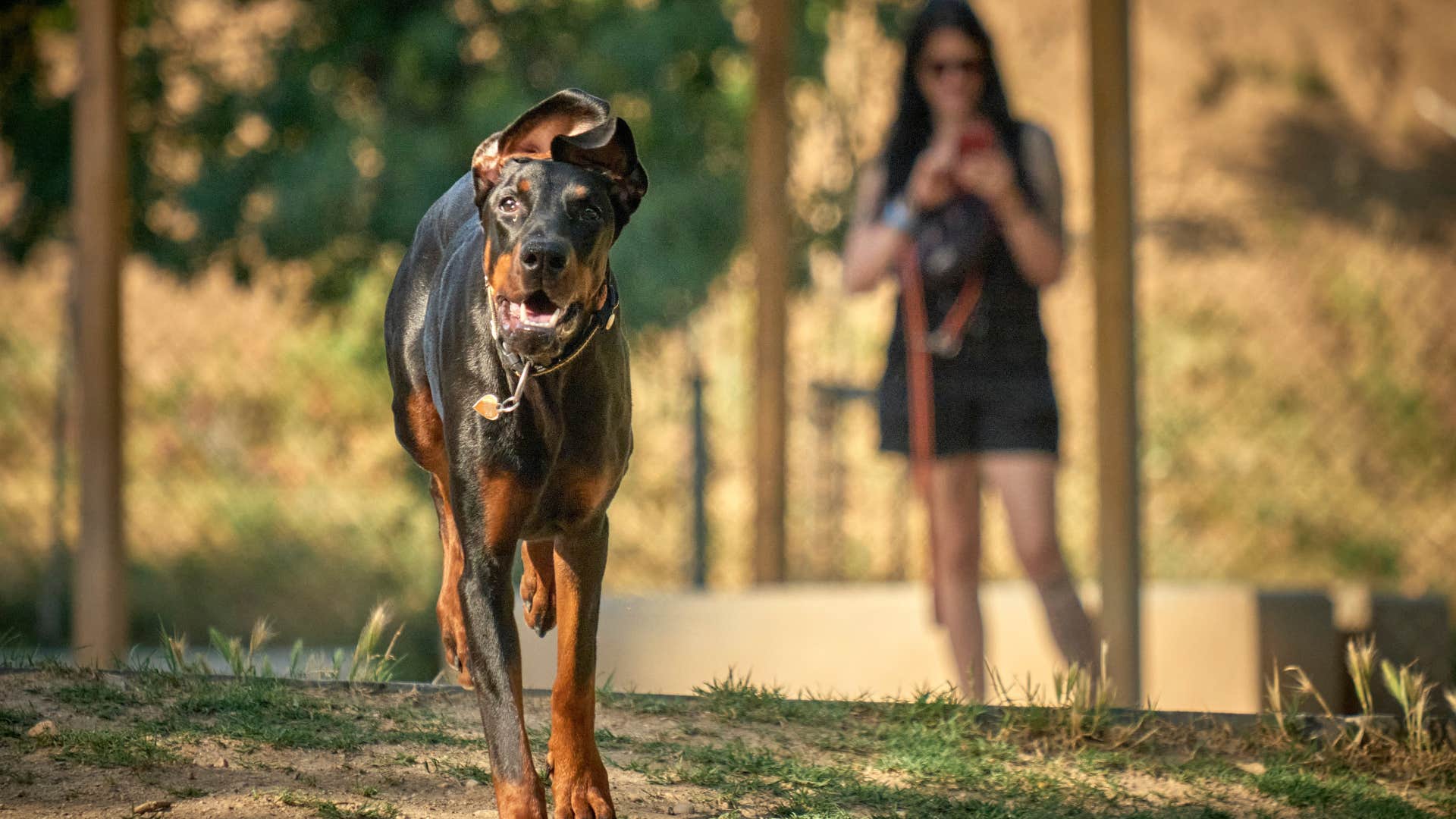 if you see a dog doing these things in public you know they were not trained well at all not responding to their name 