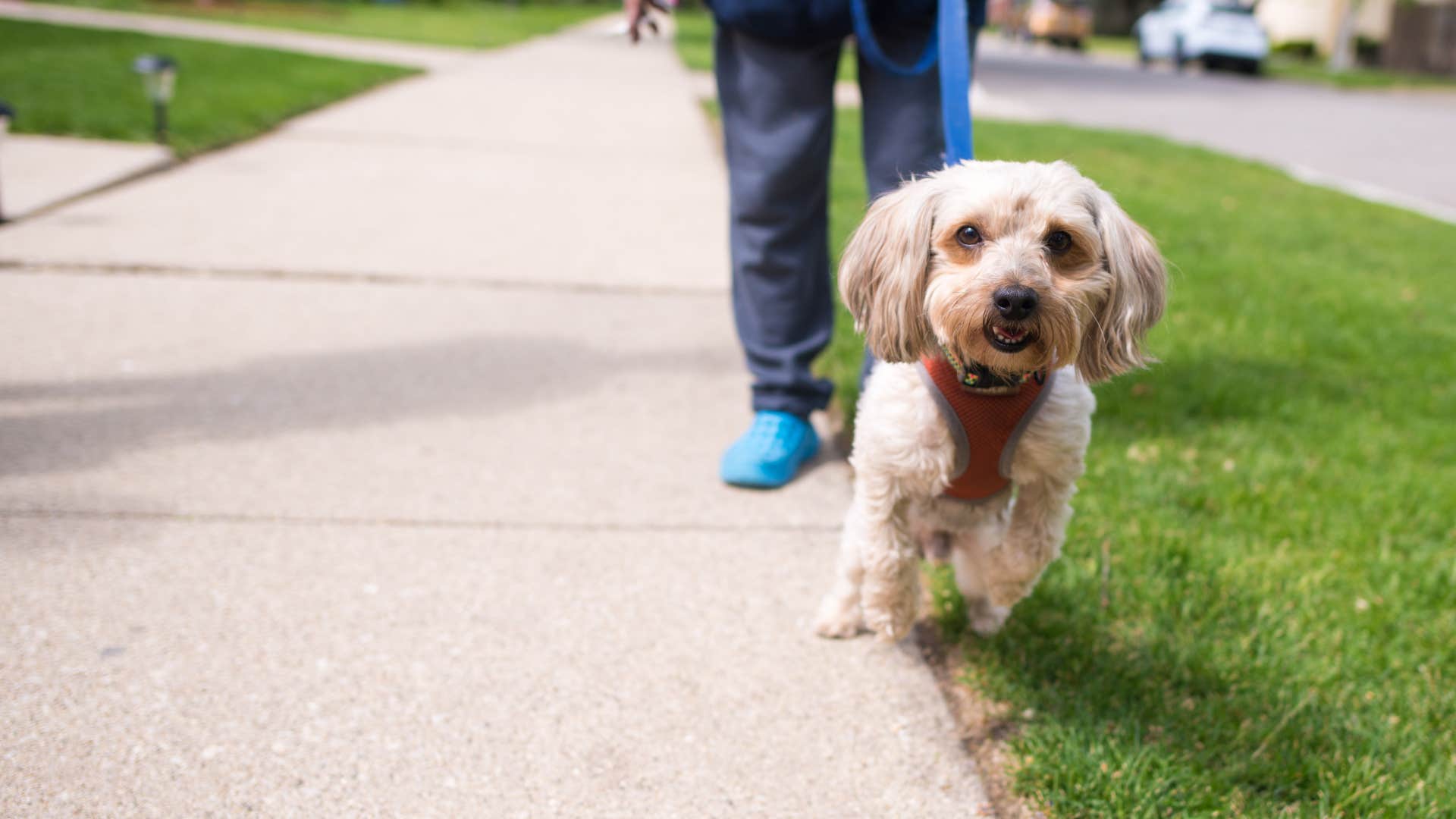  if you see a dog doing these things in public you know they were not trained well at all pulling the leash hard 