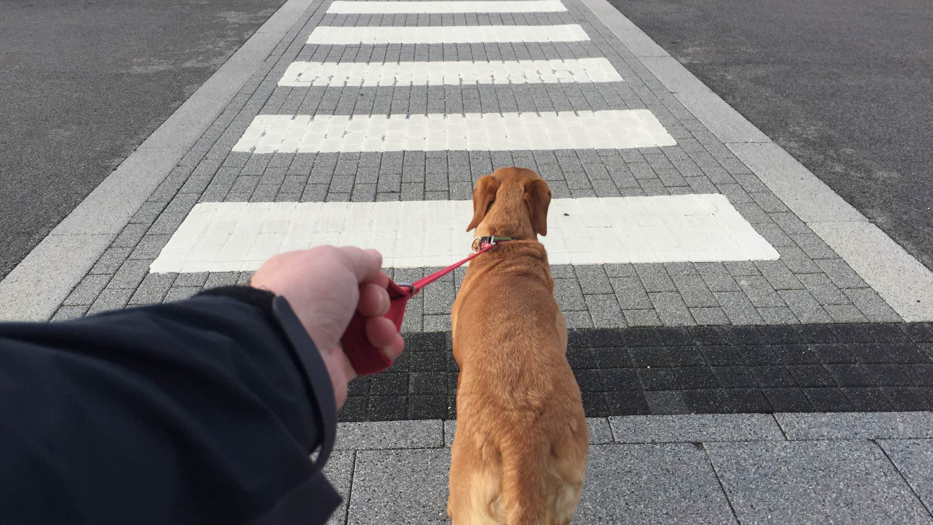 if you see a dog doing these things in public you know they were not trained well at all running into traffic