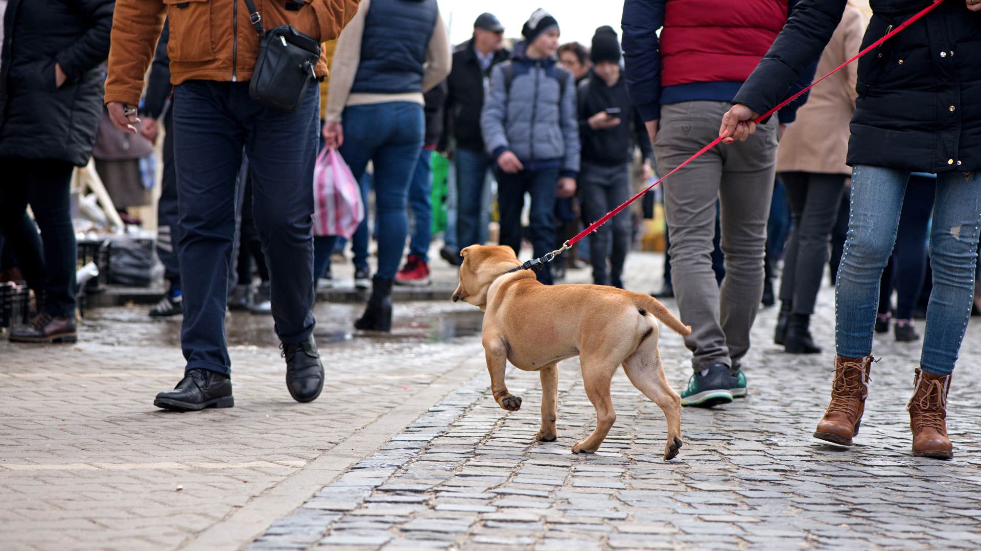 if you see a dog doing these things in public you know they were not trained well at all running up to and jumping on strangers 