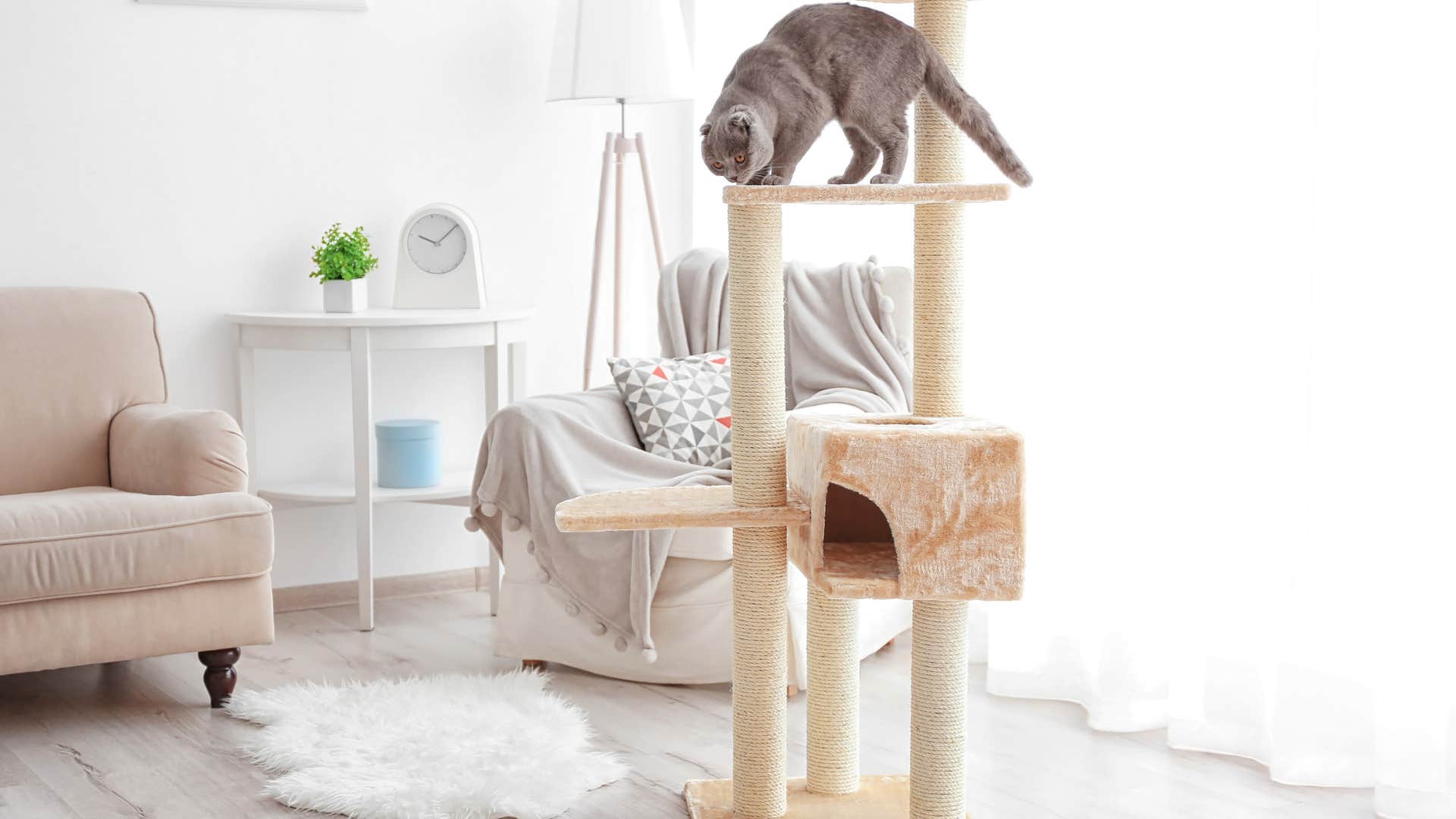 little things in someones house that reveal their real priorities pet supplies