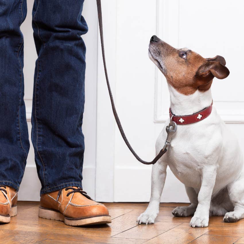 dog waiting to be walked