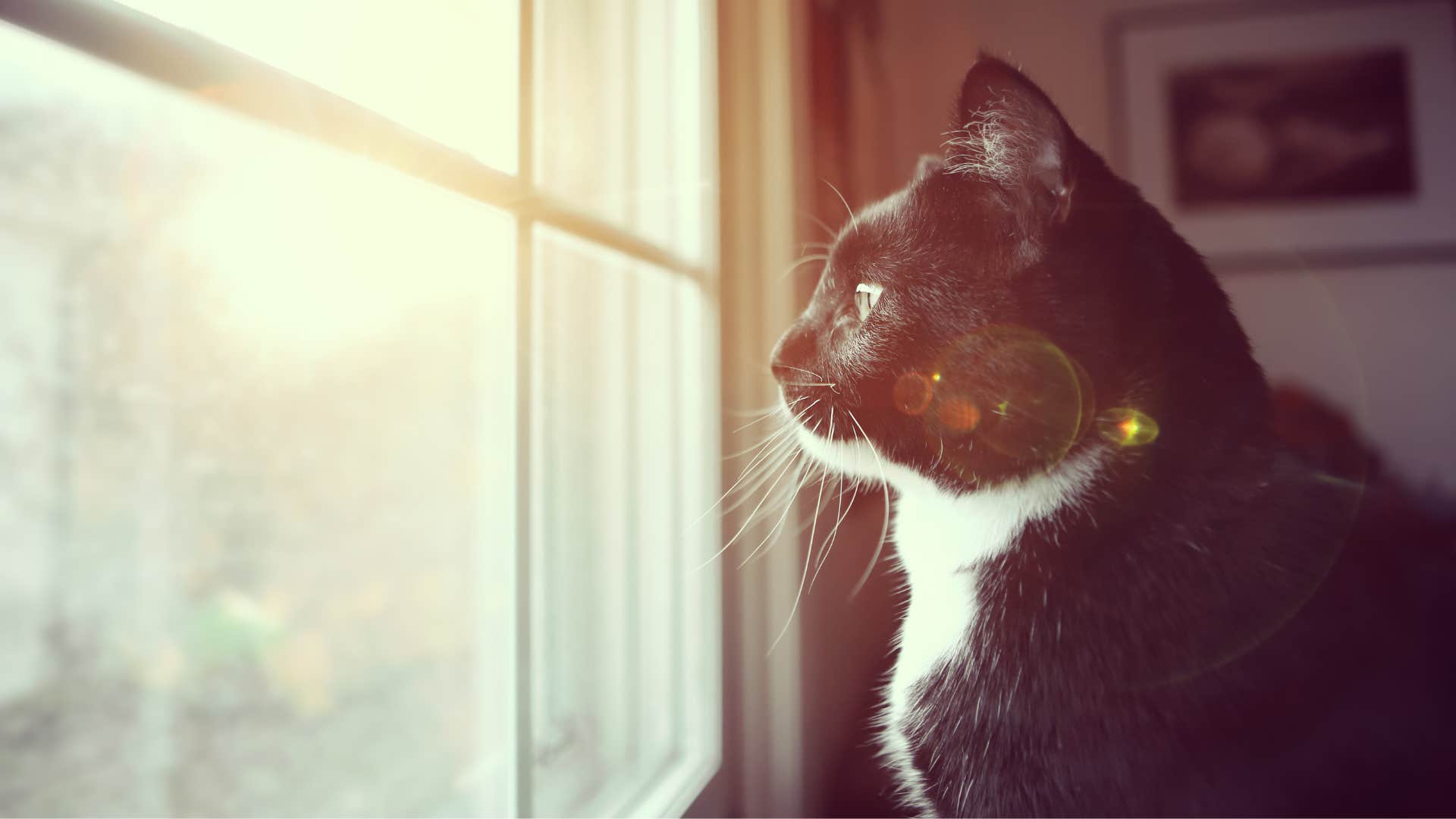 Sensitive pet cat