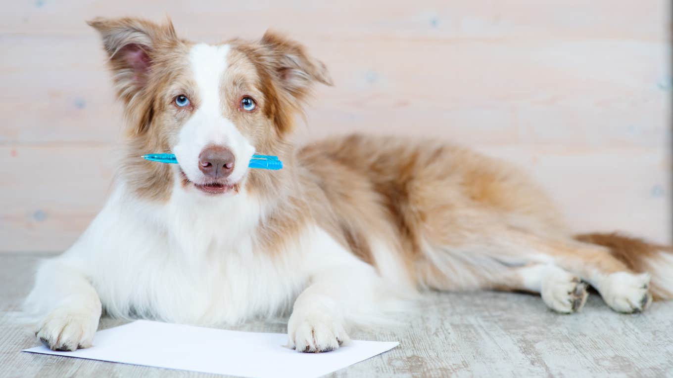 Things Your Pet Would Say If They Could Write You A Letter Things Your Pet Would Say If They Could Write You A Letter