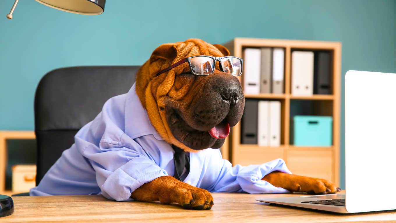 Ways To Treat Your Boss Like A Pet To Avoid Constant Chaos & Stress