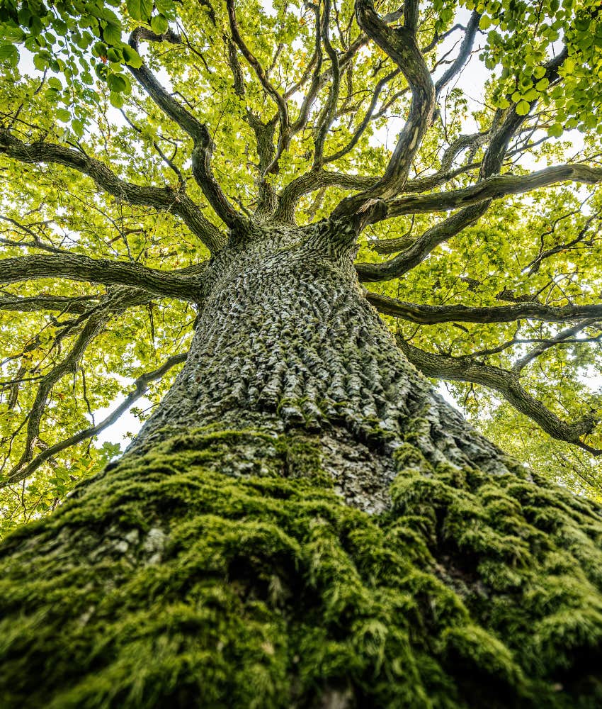 Joyfully big tree grows naturally